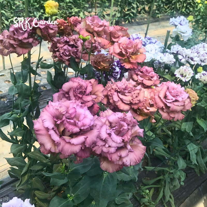 Eustoma / Lisianthus Grandiflorum Thornless Rose  Seeds, Year-around Planting