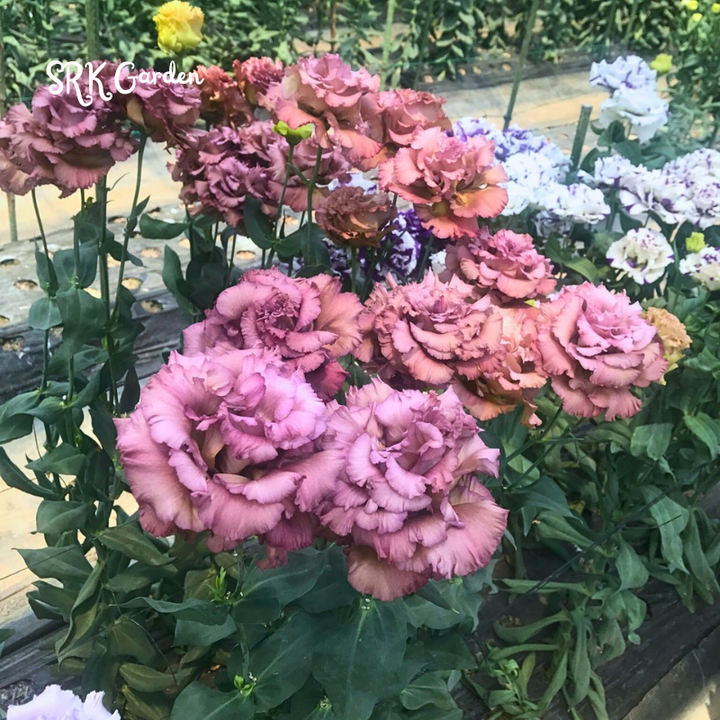 Eustoma / Lisianthus Grandiflorum Thornless Rose  Seeds, Year-around Planting