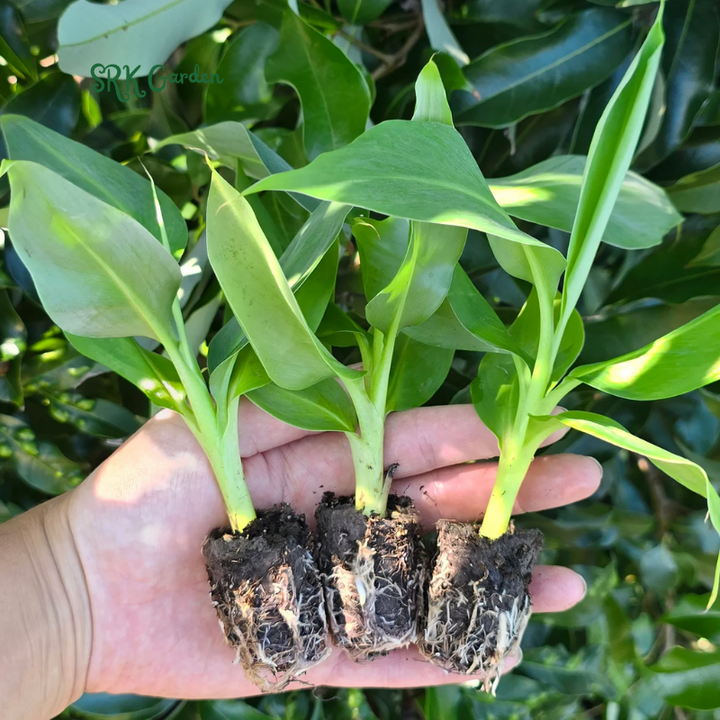 Dwarf Cavendish Banana Plant Live Tree