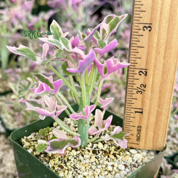 Lavender Fantasy | Variegated Senecio Articulatus Live Plant in 4 inch pot