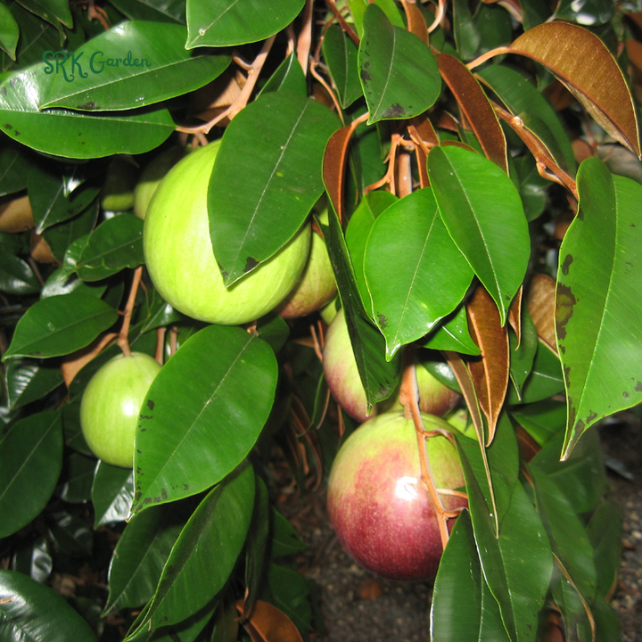 Caimito Purple Star Apple Chrysophyllum cainito Seedling Plant  4" - 6" Tall