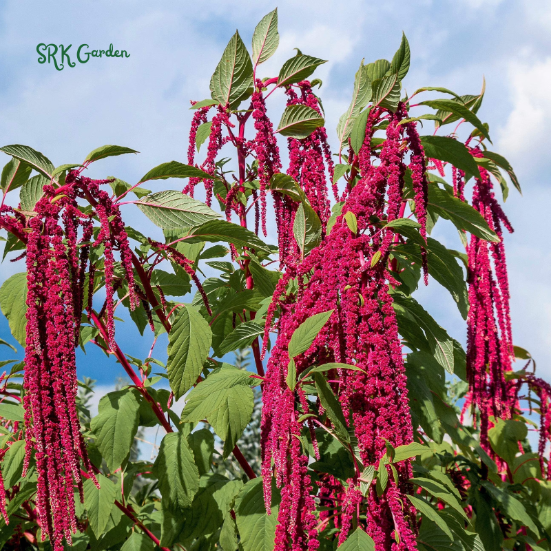 Love Lies Bleeding Seeds | 300 seeds