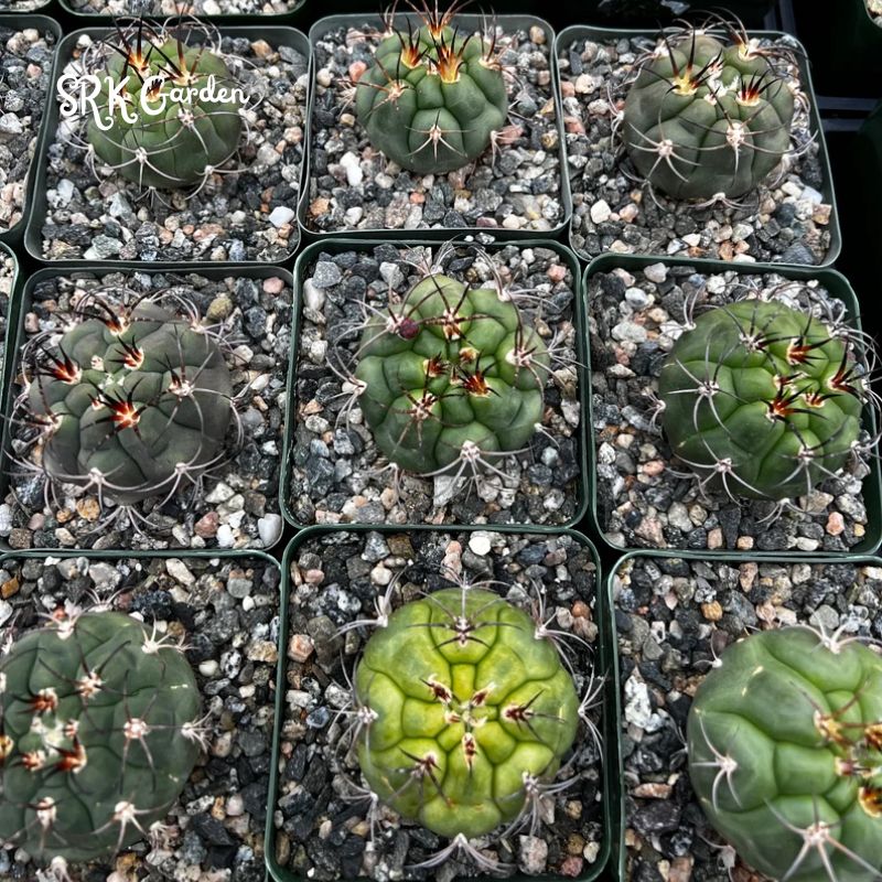 Cactiandexotica Gymnocalycium Saglionis Cactus, Giant Chin Cactus, Live Plant in 3" pot