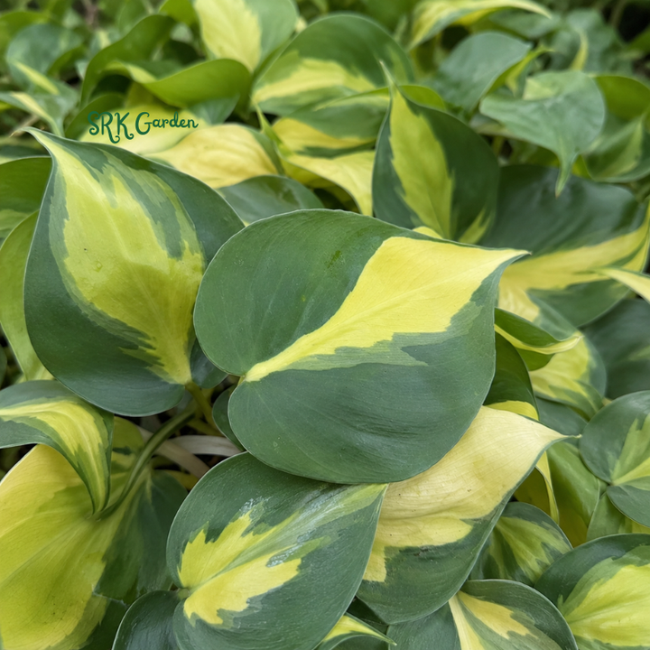 Philodendron Brasil, Variegated Houseplant, Philodendron Cuttings, Live Tropical Plant in 4" pot
