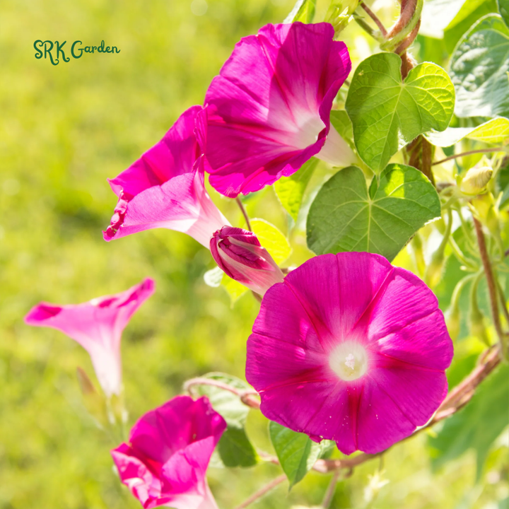 Scarlet O Hara Morning Glory Seeds | 50 Seeds