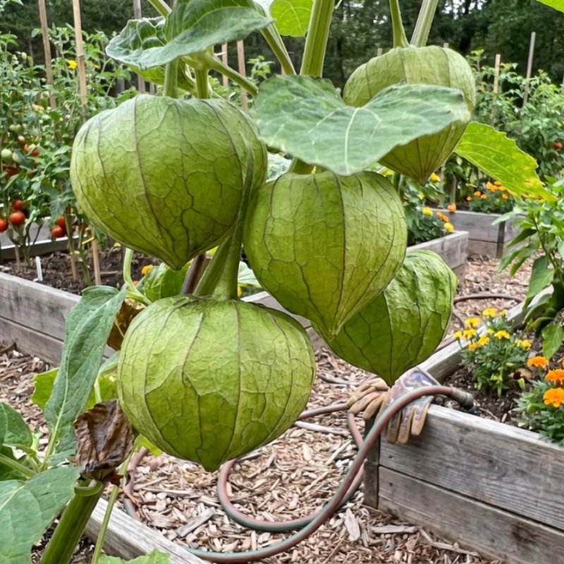 Purple & Green Tomatillo Seeds – 2 Unique Varieties