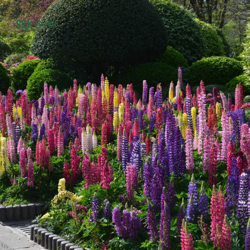 Rainbow Mixed Color Lupine Seeds 50 Seeds