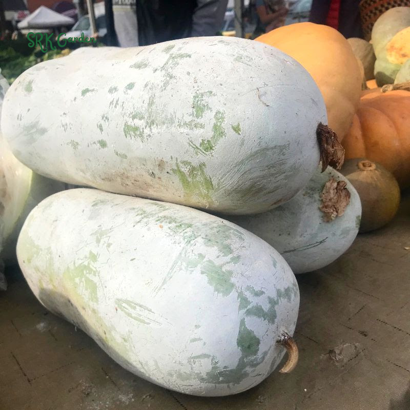 Giant Wax Gourd Seeds | 20 Seeds
