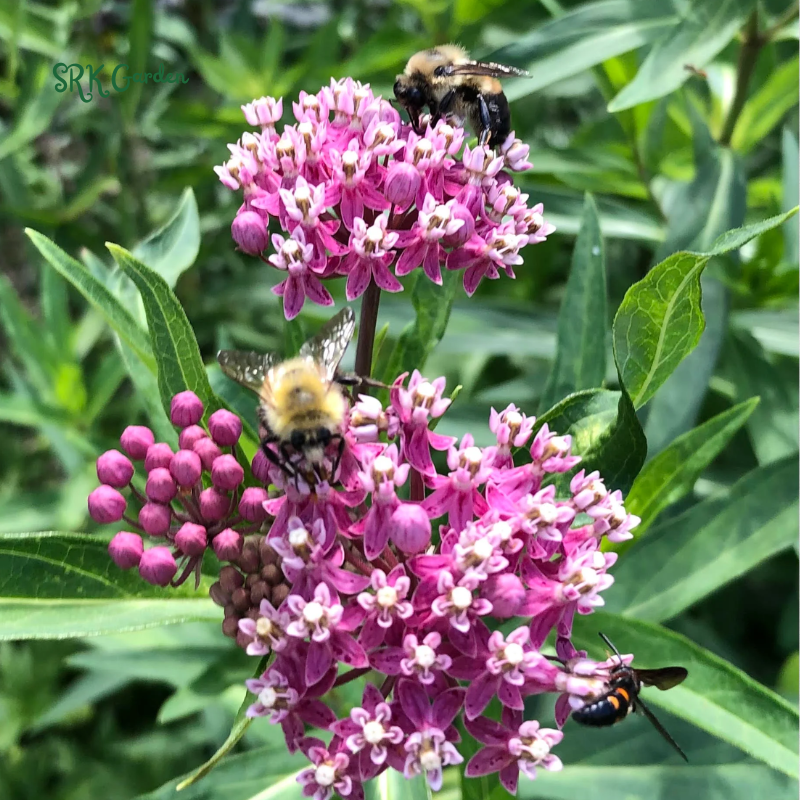 Prairie Milkweed Seeds | Pollinator Conservation Flower Seeds for Bees & Butterflies