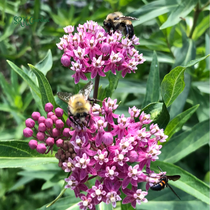 Prairie Milkweed Seeds | Pollinator Conservation Flower Seeds for Bees & Butterflies