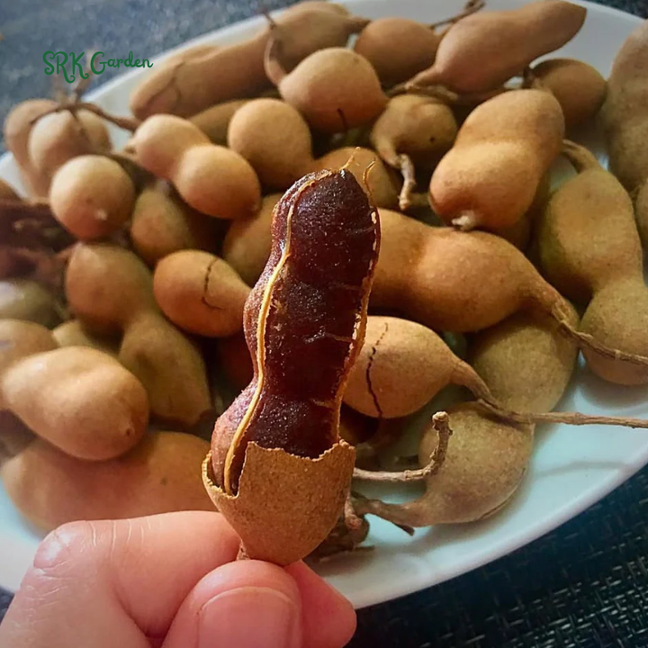 Tamarind Tree Live Plant for Planting, 5 to 8 Inc Tall