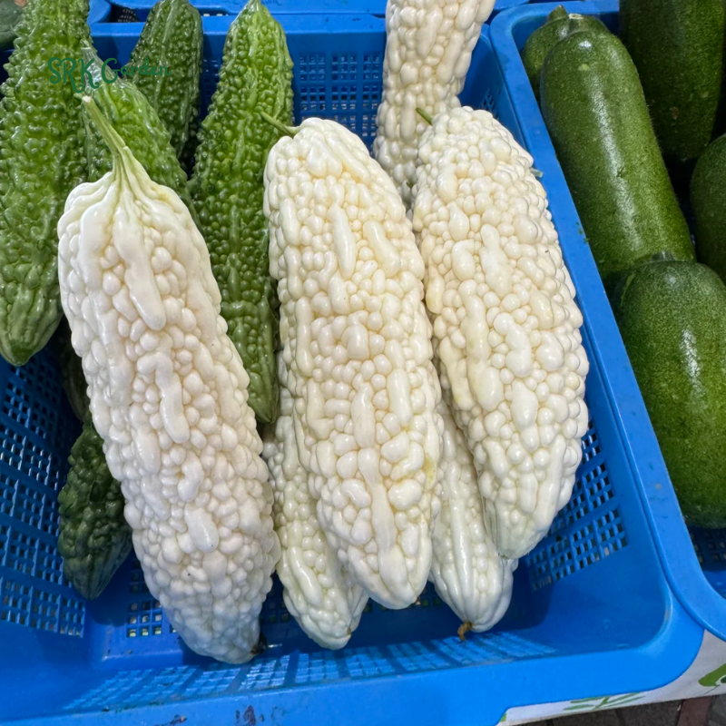 White Skin Bitter Gourd 10 Seeds