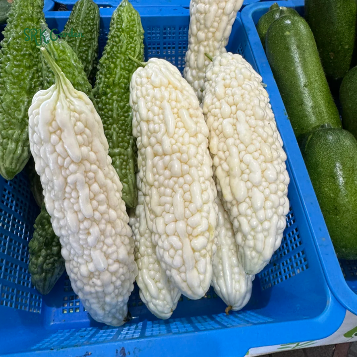 White Skin Bitter Gourd 10 Seeds