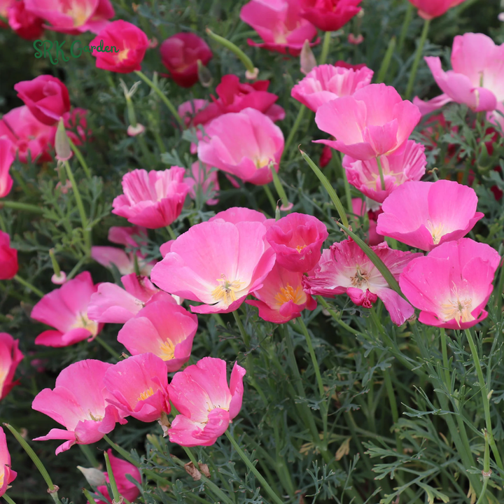 Carmine King California Poppy Seeds | 250 Seeds