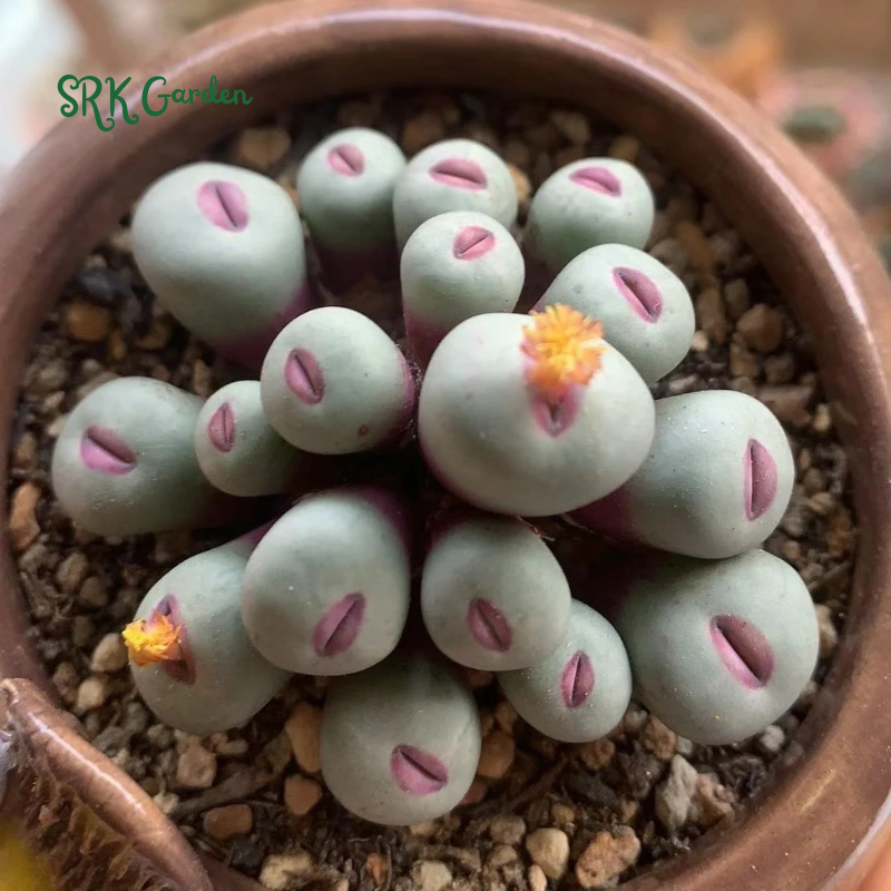 Conophytum pageae. Rare Succulents 20 Seeds