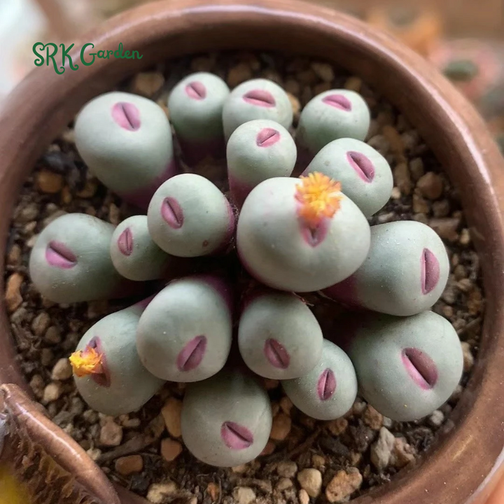 Conophytum pageae. Rare Succulents 20 Seeds