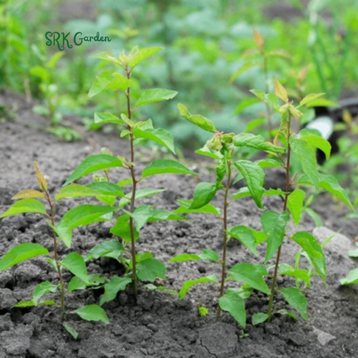 Apricot Tree Seedling for Growing