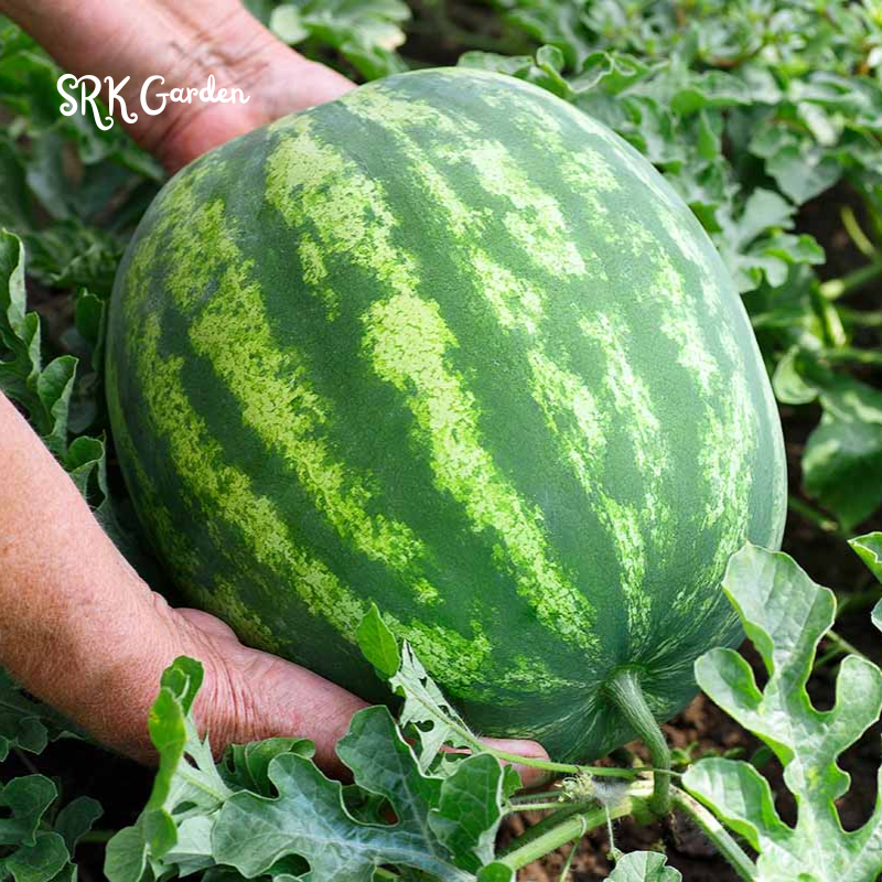 Organic Watermelon Seeds, Easy to grow