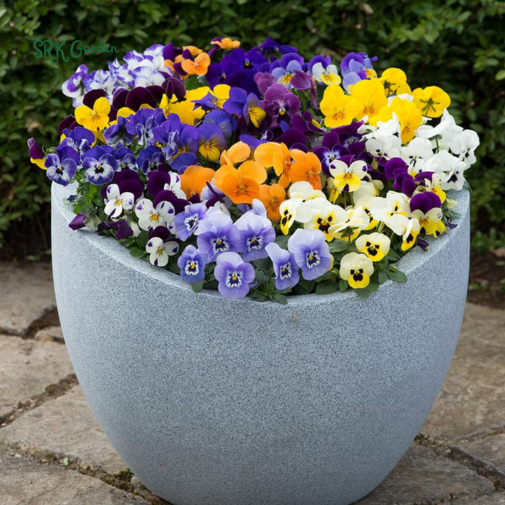 Viola Seeds - Sorbet Series - Mix