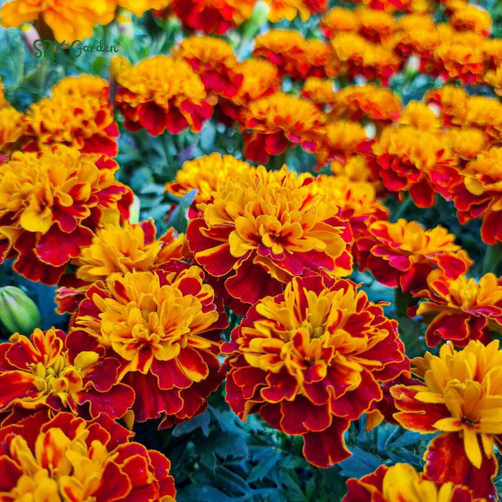 Petite French Marigold Seed Mix | 300 Seeds