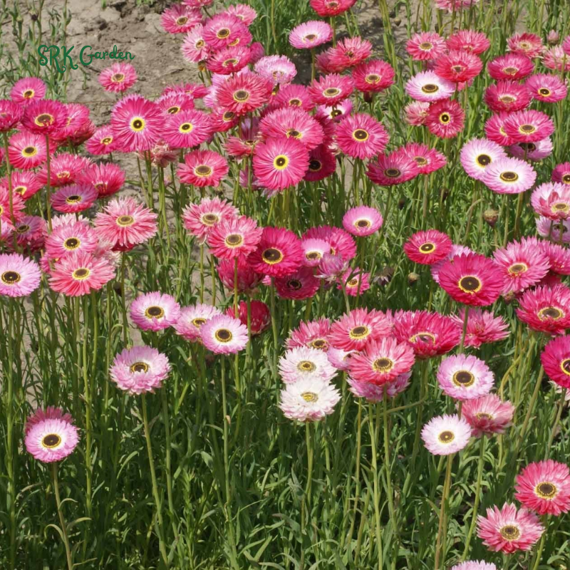 Paper Daisy Seeds for Planting | 500 Seeds