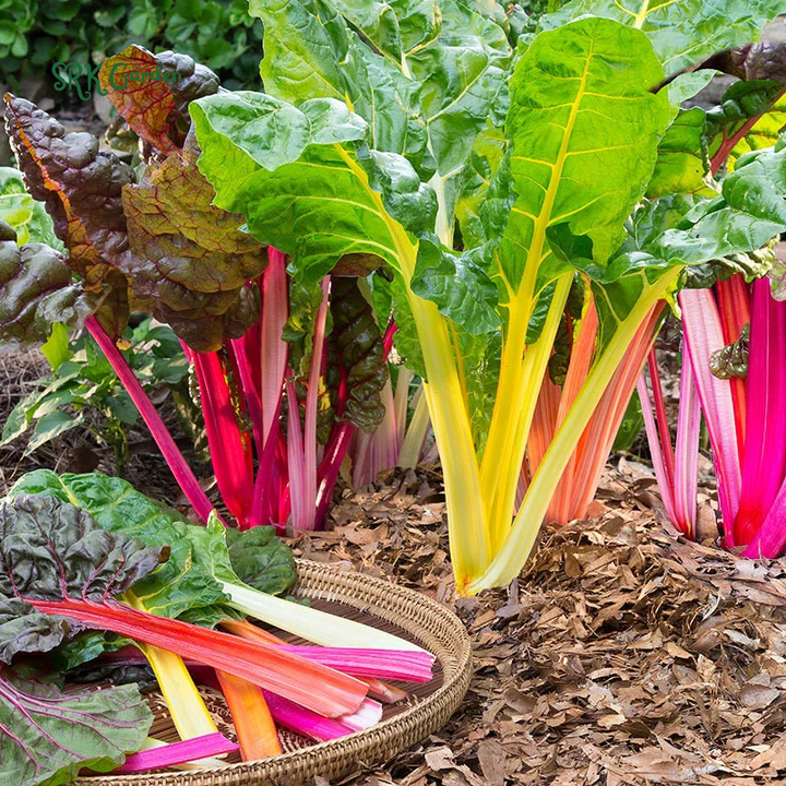 Organic Rainbow Swiss Chard Seeds | 50 Seeds