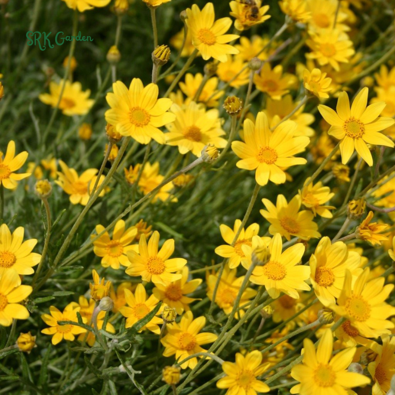 Oregon Sunshine Seeds | 100 Seeds