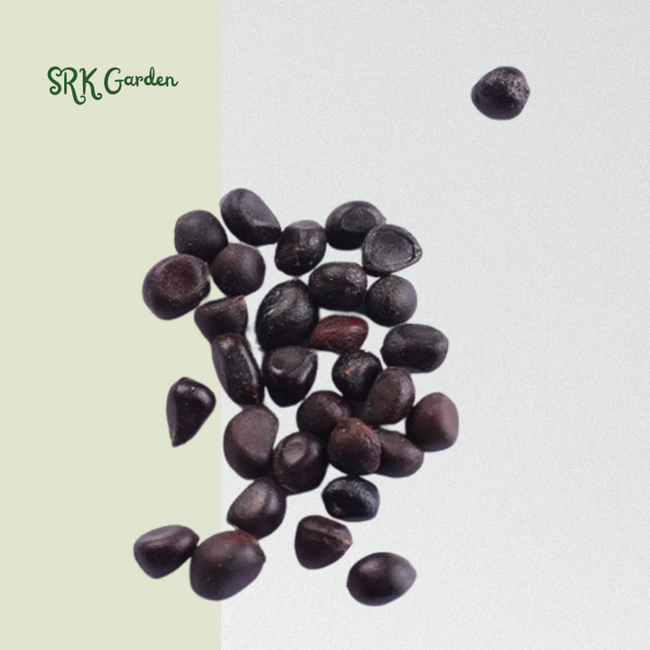 Peony Seeds, 50+ Cotton Candy Peony Mix Seed