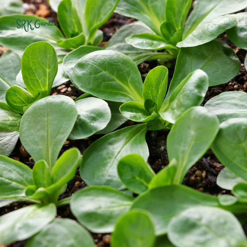 Dutch Corn Salad Seeds | 200 Seeds