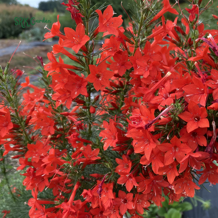 Standing Cypress Seeds for planting | 200 seeds
