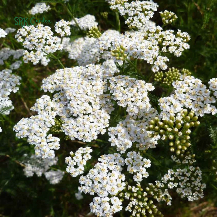 White Yarrow Seeds | 500 Seeds