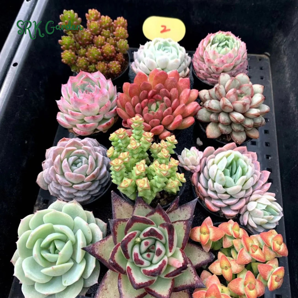 Succulents Mystery Box  6 - 12 pcs, Live Plants in 4'' pot