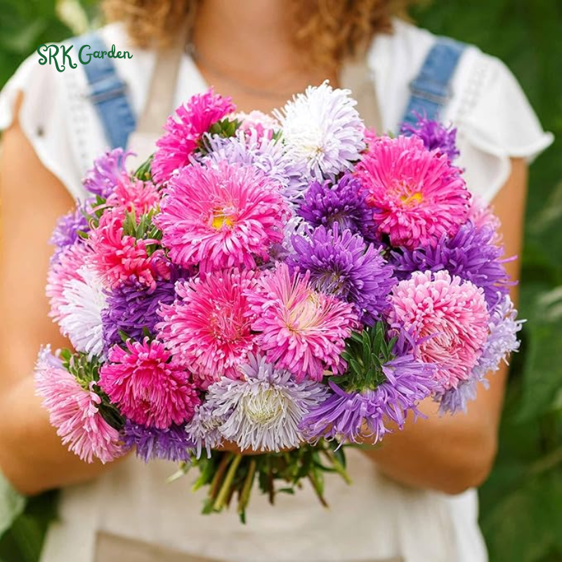 China Aster Seeds 'Giants of California' 1000 Seeds