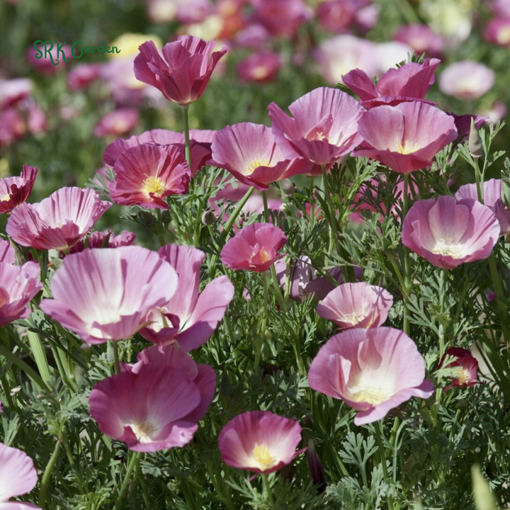 Purple Gleam California Poppy Seeds | 250 Seeds