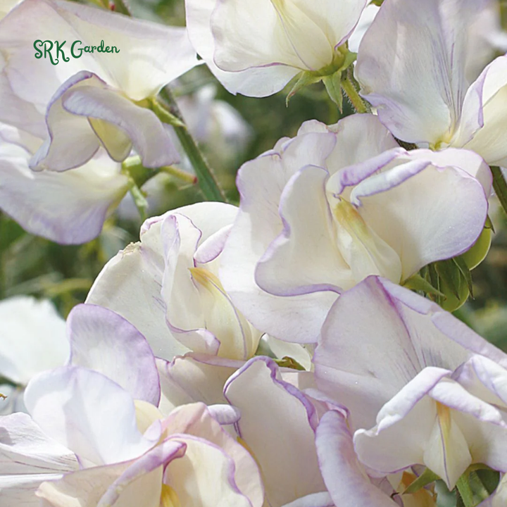 High Scent Sweet Pea Seeds | 20 Seeds