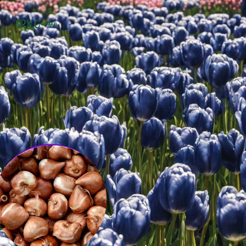 Blue Purple Dream Garden Mix Bulbs Fall Planting 2025 - Alliums, Hyacinth, Crocus, Muscari & Tulip Flower Bulbs, Easy to Plant Perennial Spring Collection