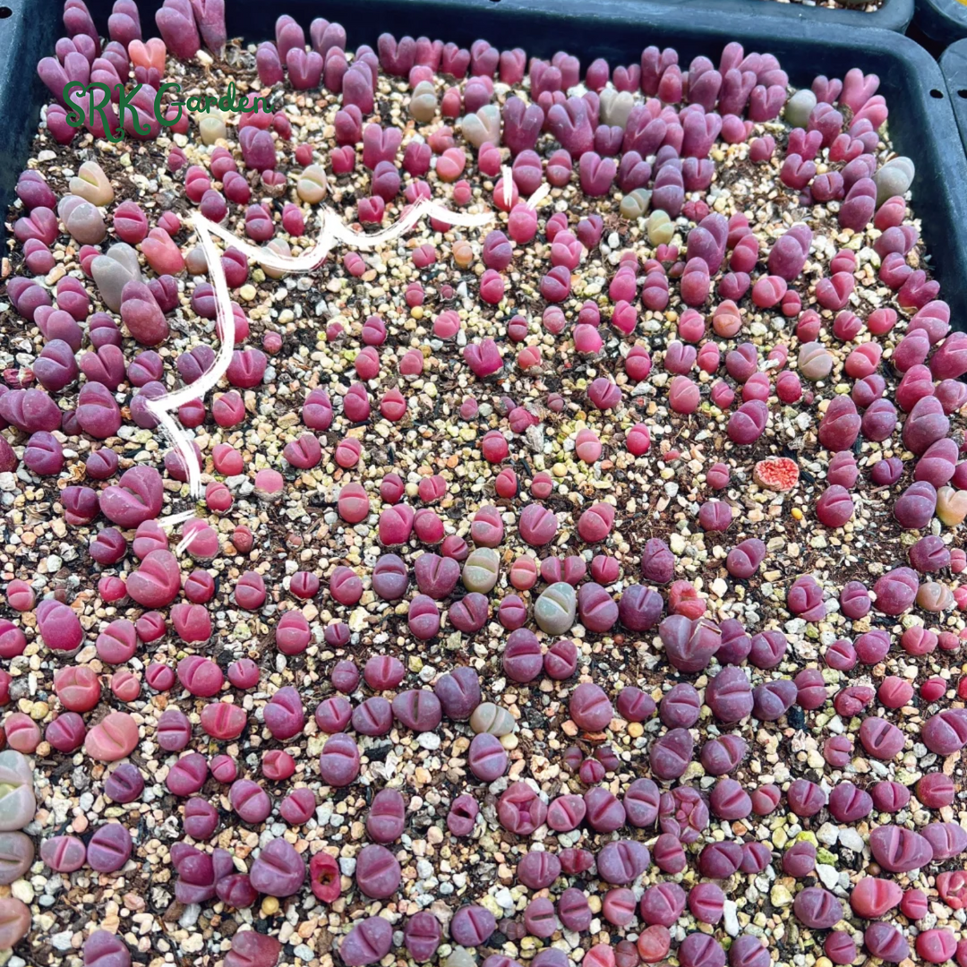 Lithops Living Stone Mix Color Size 0.4" to 0.7"