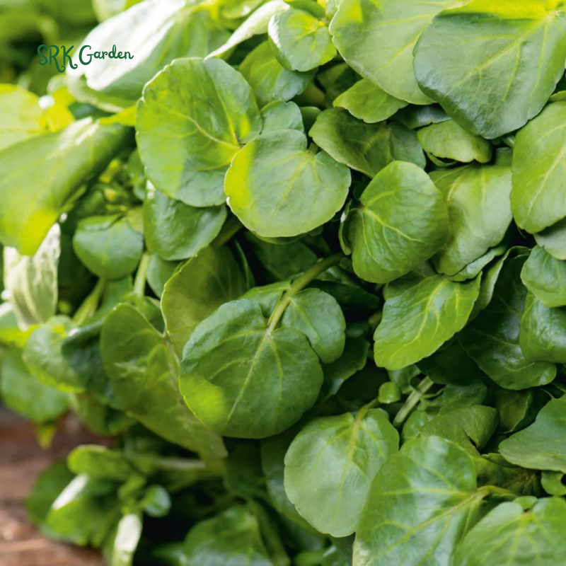 Watercress Seeds | 200 Seeds