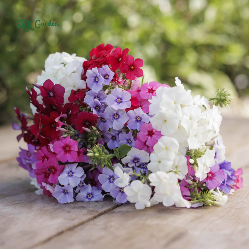 Mountain Phlox Seeds | 500 seeds