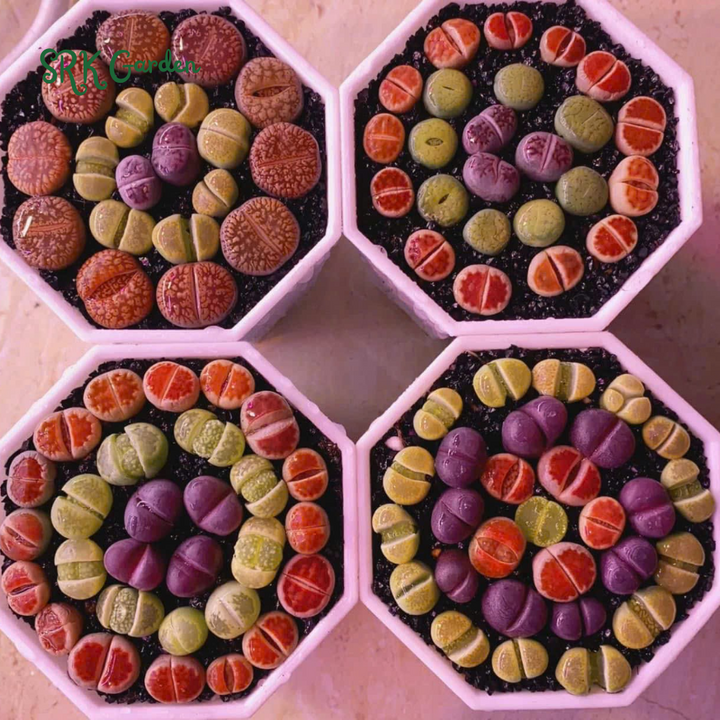 Pack of 10 Live Small Exotic Lithops Random Color 0.3" to 0.7" size