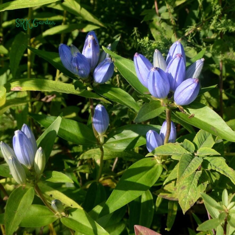 Bottle Gentian Seeds | 100 Seeds