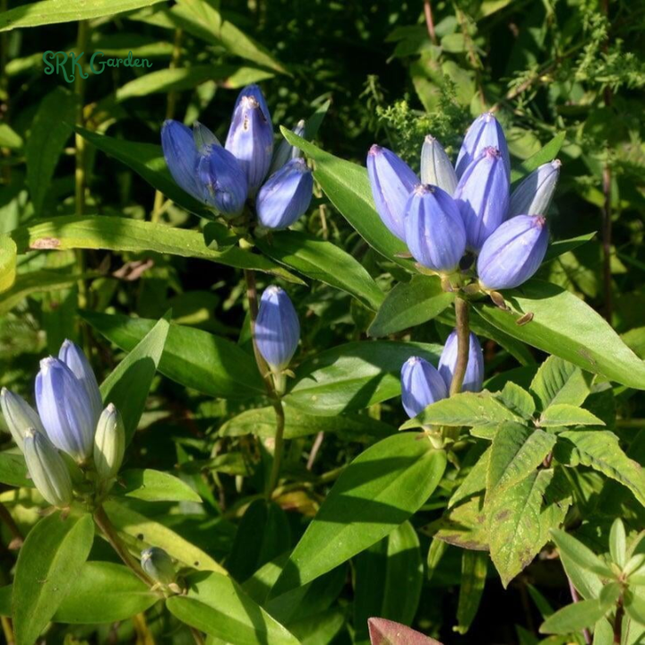 Bottle Gentian Seeds | 100 Seeds