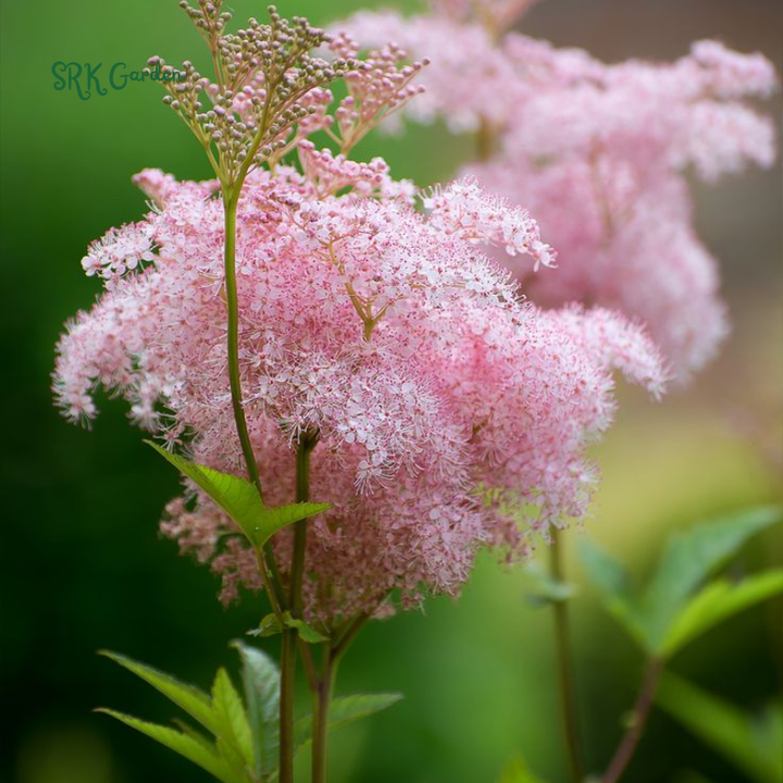 Queen of the Prairie Seeds | 25 Seeds