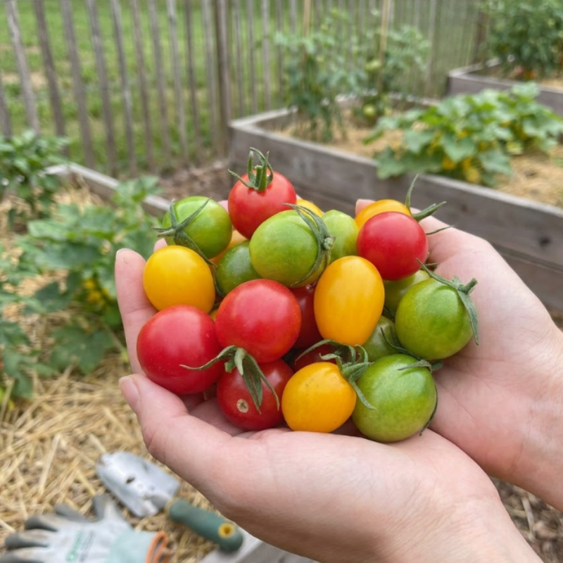 Colorful Cherry Tomato Seeds – Classic Red & Rainbow Mix.