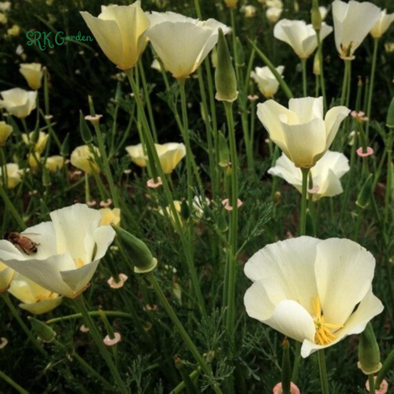 Ivory Castle California Poppy Seeds | 250 Seeds