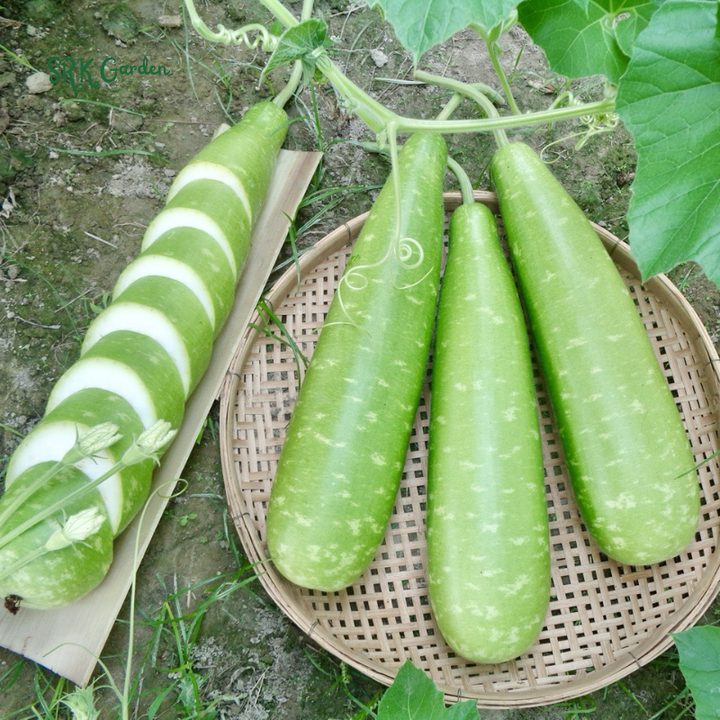 Calabash Bottle Gourd Seeds Chinese Pugua Nam Tao Yao Lauki Opo Vegetable | 15 Seeds