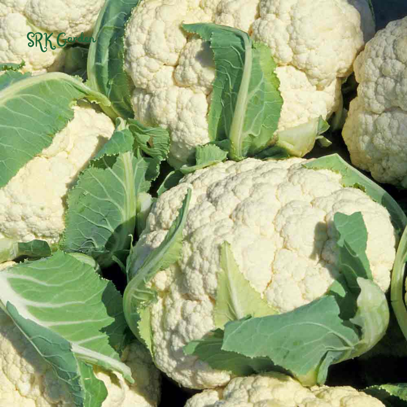 Organic Snowball Cauliflower Seeds, Y Improved Self Balancing | 150 Seeds