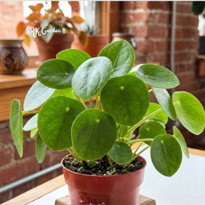 Chinese Money Plant (Pilea Peperomioides) 2.5" pot