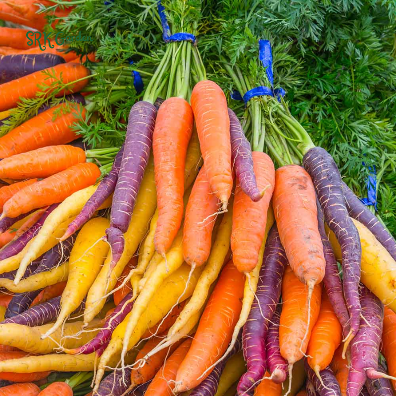 Carrot Seeds - Rainbow Mix | 150 Seeds