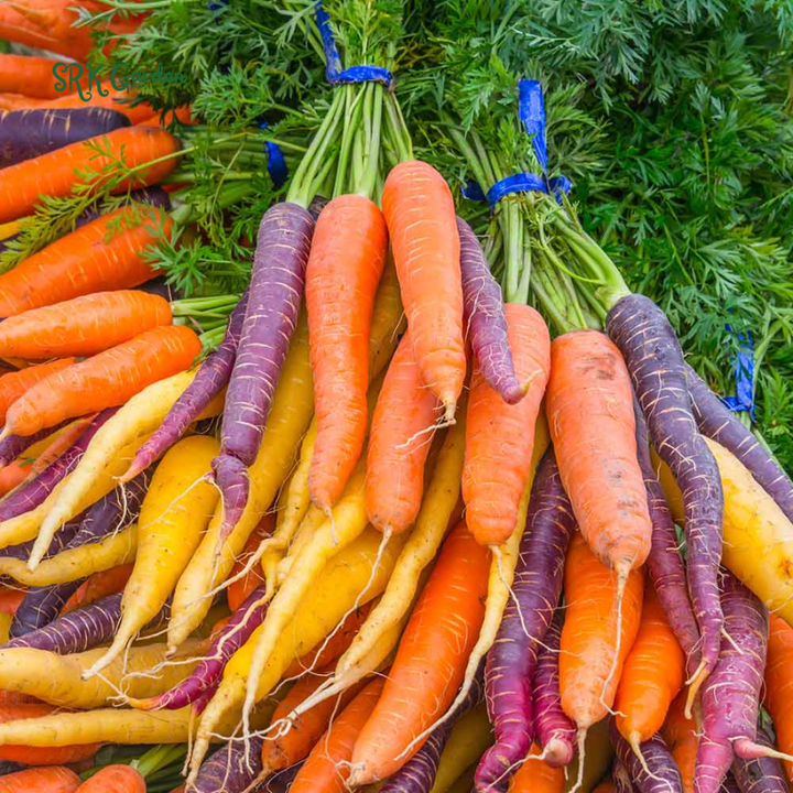 Carrot Seeds - Rainbow Mix | 150 Seeds